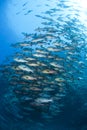 School of Twinspot snapper, blue background.