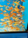 School of Various Sized Goldfish Inside Aquarium
