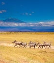 School of warthogs over Kilimanjaro mountain Kenya Royalty Free Stock Photo