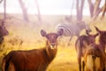 School of waterbucks, antelopes in Kenyan reserve