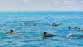 School of wild dolphiins swimming in the Laccadive sea