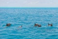 School of wild dolphiins swimming in the Laccadive sea
