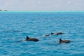 School of wild dolphiins swimming in the Laccadive sea