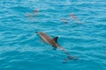 School of wild dolphiins swimming in Maldives