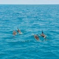 School of wild dolphins swimming in Maldives Royalty Free Stock Photo