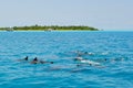 School of wild dolphins swimming in Maldives