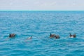 School of wild dolphins swimming in Maldives