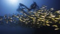 A school of Yellow or Bigeye snapper fish with the silhouette of a female scuba diver Royalty Free Stock Photo