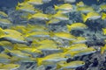 A school of yellow-and-blue perch Lutjanus kasmira fish swim over a coral reef