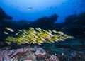 A school of yellow Bluebanded snapper fish