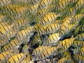 School of yellow damselfish, Mirihi, Maldives Royalty Free Stock Photo