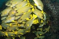 School of yellow fish Royalty Free Stock Photo