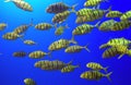 A School of Yellow Fish