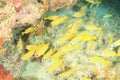 School of yellow fishes in cave on coral reef Royalty Free Stock Photo