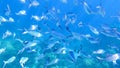 School of yellow stripe scad fish in beautiful coral reef in Surin island national park, Thailand Royalty Free Stock Photo