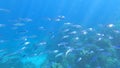 School of yellow stripe scad fish in beautiful coral reef in Surin island national park, Thailand Royalty Free Stock Photo