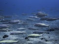 School of Yellow Striped Goatfish in Clear Blue Ocean