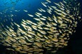 School of yellow tail fish Royalty Free Stock Photo