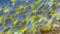 School of yellow tail fusilier, Caesio cuning, moving along the coral riff , Raja Ampat, Indonesia