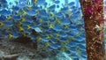 School of yellow tail fusilier, Caesio cuning, swimming around the pier pole, Raja Ampat, Indonesia