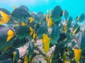 School of Yellow-tailed surgeonfish off the coast of Espanola Is