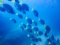 School of yellow tailed surgeonfish prionurus galapagos islands