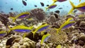 School of yellowback fusiliers in the Maldives. Royalty Free Stock Photo