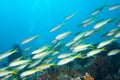 A school of Yellowfin goatfish