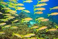 School of Yellowfin goatfish Royalty Free Stock Photo