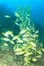 School of yellowfin goatfish Royalty Free Stock Photo