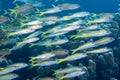 School of yellowfin goatfish swimming near coral reefs under the deep blue sea