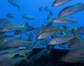 School of Yellowfin Goatfish Tropical Fish with Yellow Stripe in