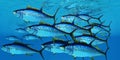 School of Yellowfin Tuna Royalty Free Stock Photo