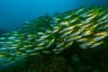 School of Yellowstripe scad Selaroides leptolepis Royalty Free Stock Photo