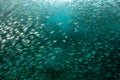 Large School of Yellowstripe Scad in Raja Ampat Royalty Free Stock Photo