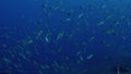 A school of Yellowtail fusilier with a blue backround, Indonesia