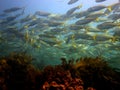 School of Yellowtail Scad Royalty Free Stock Photo