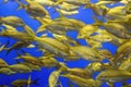 A School of Yellowtail Snappers