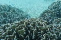 School of young fish swimming near reef and coral. Beautiful underwater shot. Marine life