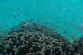 School of young little fish swimming near reef. Underwater shot. Royalty Free Stock Photo