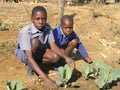 Schoolboys working in garden at school.