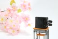 Schoolchild`s rucksacks and cherry blossoms on white background. Black randoseru. Royalty Free Stock Photo