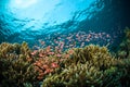 Schooler fish bunaken sulawesi indonesia underwater