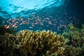 Schooler fish bunaken sulawesi indonesia underwater