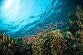 Schooler fish bunaken sulawesi indonesia underwater photo