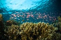 Schooler fish bunaken sulawesi indonesia underwater photo