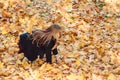 Schoolgirl walking in autumn park after school. Beautiful child girl throwing autumn leaves. Kids fashion Royalty Free Stock Photo