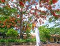 Schoolgirls in traditional long dress or Ao Dai uniform posing with flowers phoenix school yard