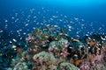 Schooling Anthias on Reef in the Republic of Palau