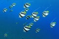 Schooling Bannerfish Royalty Free Stock Photo